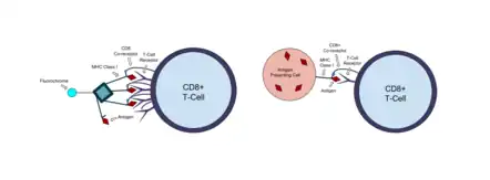 An MHC tetramer contains four MHC/peptide complexes that can bind to receptors on an antigen specific T-cell. A fluorescent molecule is attached to the tetramer for analysis of T-cells. MHC molecules are expressed by most cells in the body, and present peptides that T-cells can recognize and respond to.